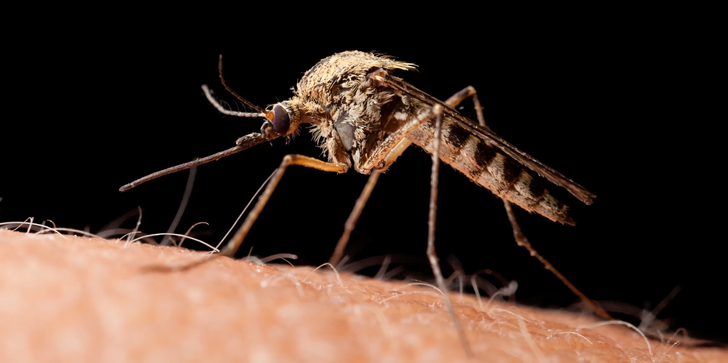 Myggsommaren blir en plåga – så här skyddar du dig