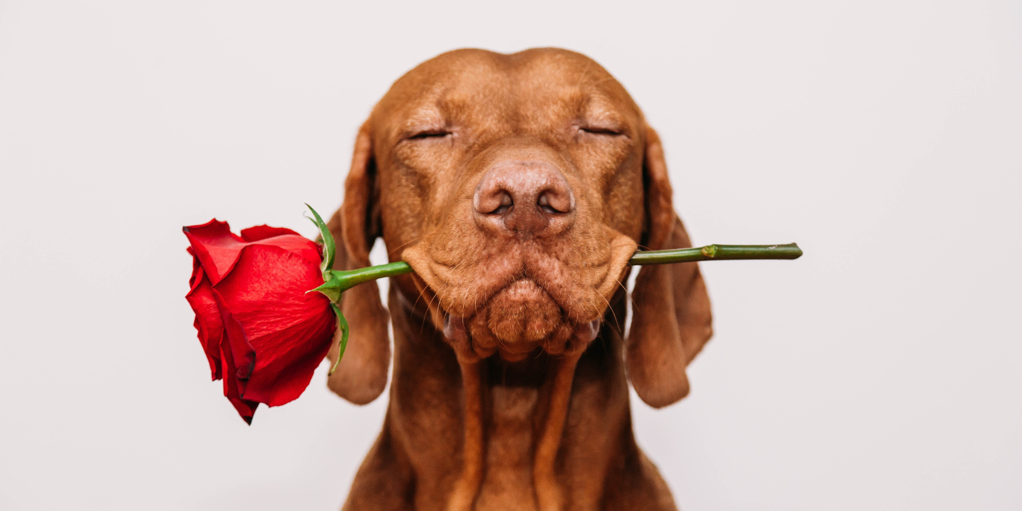 Glöm inte alla hjärtans dag. Här är hunden som kommer med rosen.