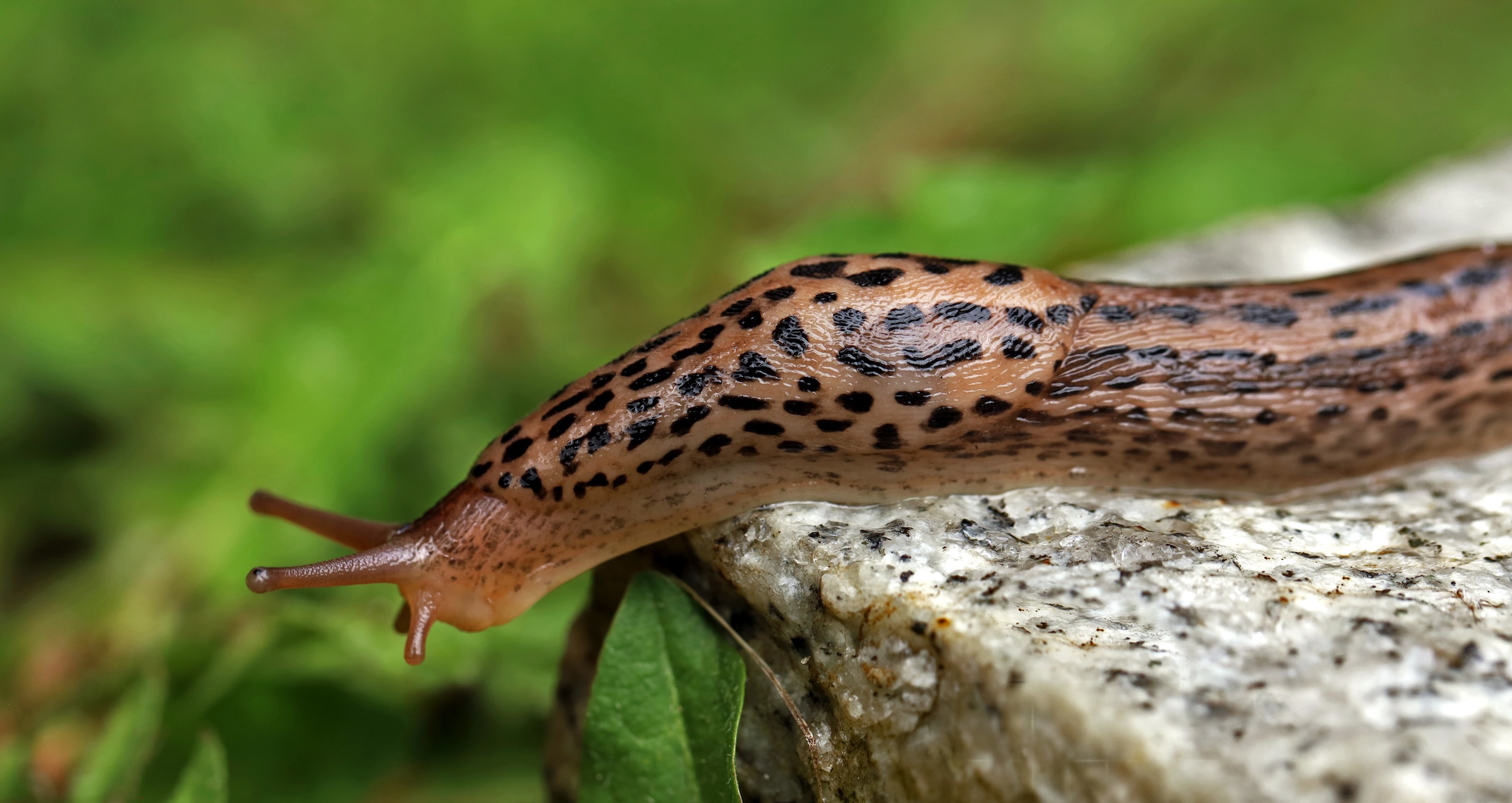 Guide, mördarsnigel, bekämpa, döda, sax, salt, nematoder, invasiv, skogssnigel, Arion ater, leopardsnigel, barriär, elektricitet, koppartejp, järnfosfat, grönsaksland.