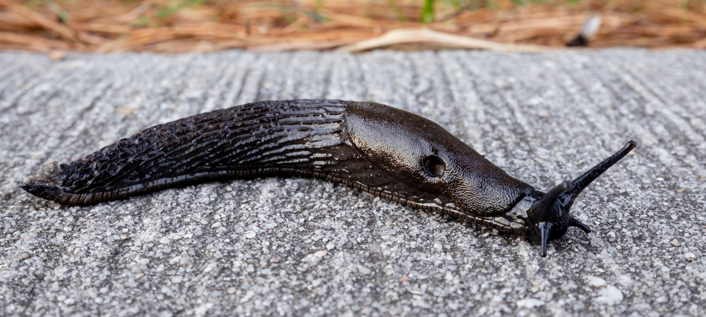 Guide, mördarsnigel, bekämpa, döda, sax, salt, nematoder, invasiv, skogssnigel, Arion ater, leopardsnigel, barriär, elektricitet, koppartejp, järnfosfat, grönsaksland.