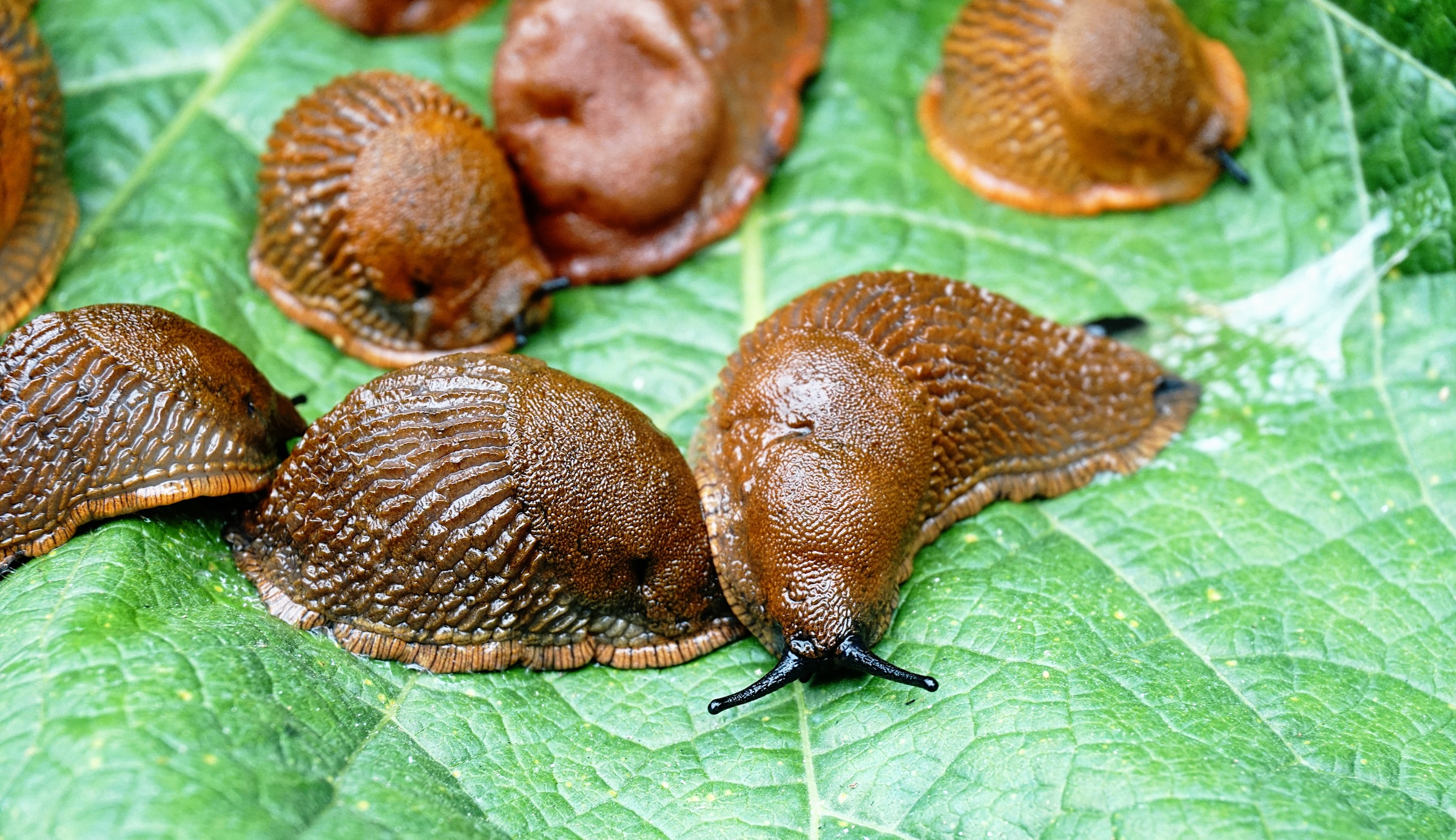 Guide, mördarsnigel, bekämpa, döda, sax, salt, nematoder, invasiv, skogssnigel, Arion ater, leopardsnigel, barriär, elektricitet, koppartejp, järnfosfat, grönsaksland. 