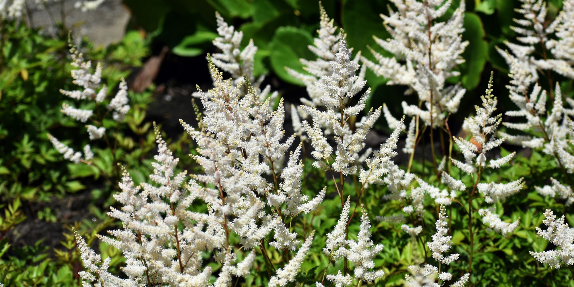 Astilbe, Astilbe Arendsii-Gr. 'Brautschleier'