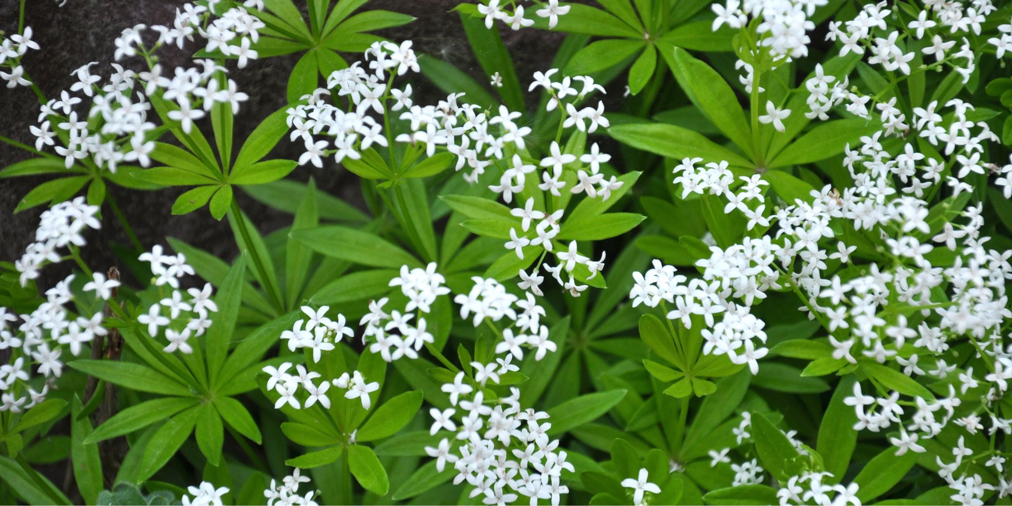 Myskmadra, Galium odoratum