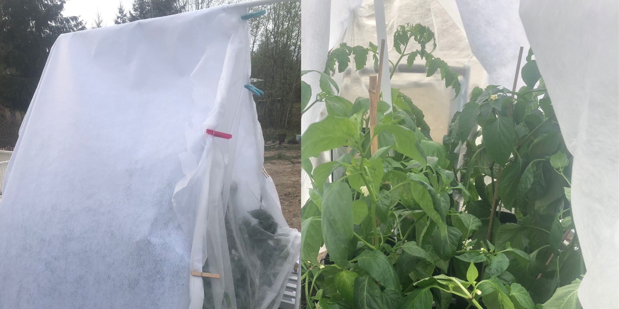 Avhärda tomatplantor i ett tält av fiberduk