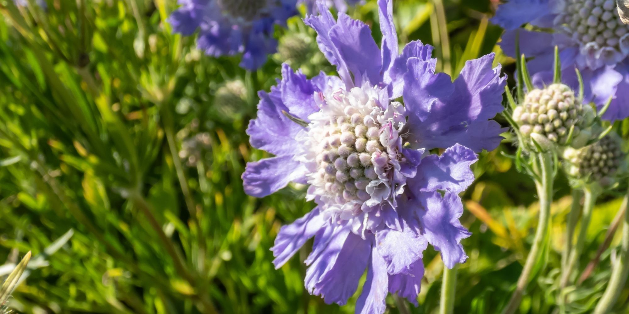 Höstvädd Scabiosa caucasica 'Perfecta'