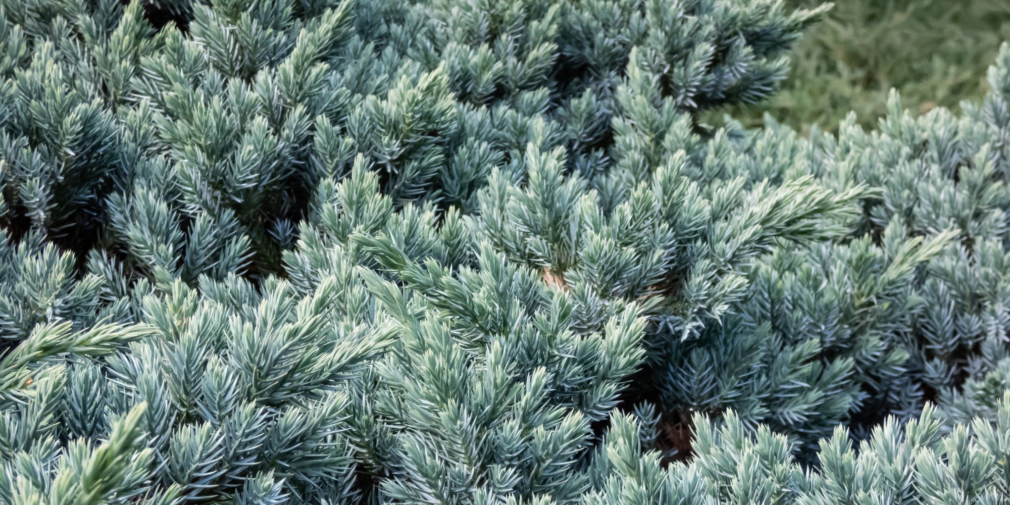 Himalaya-En, Juniperus squamata 'Blue Star'