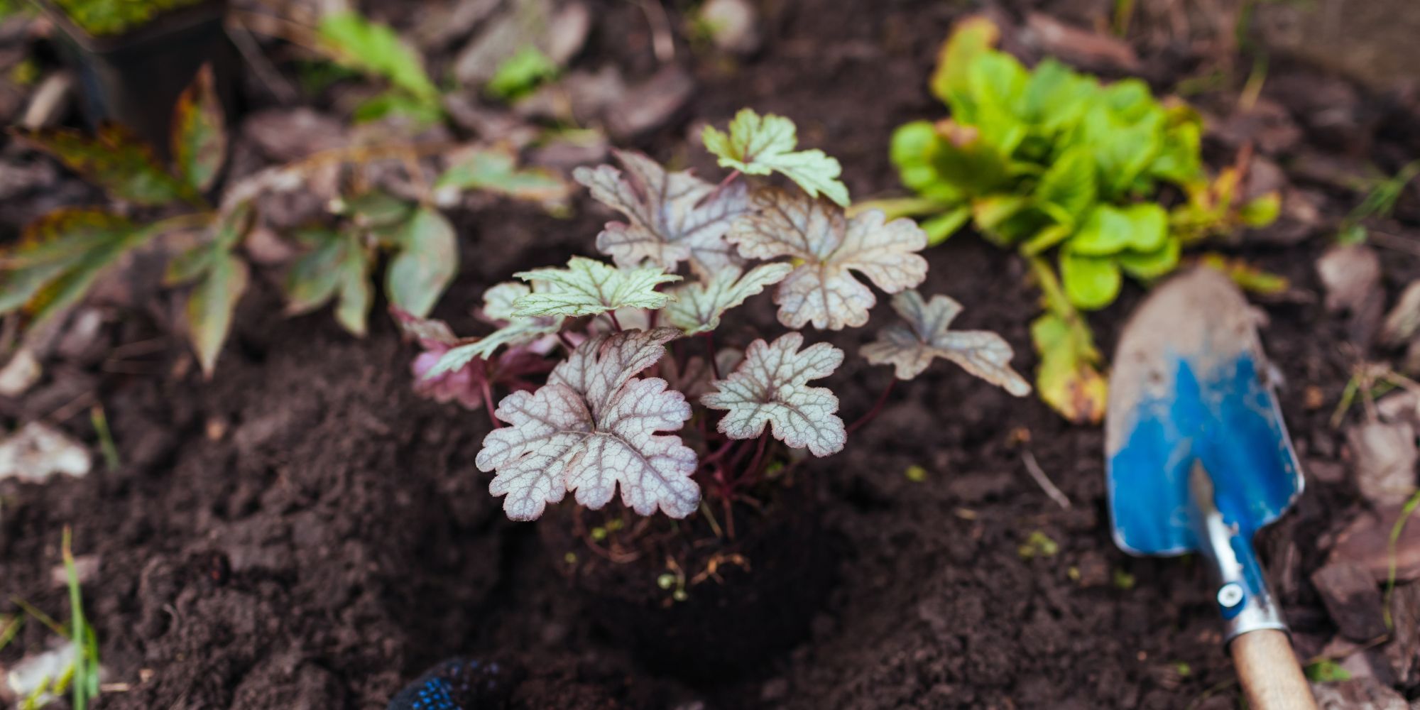 Plantera perenner på hösten