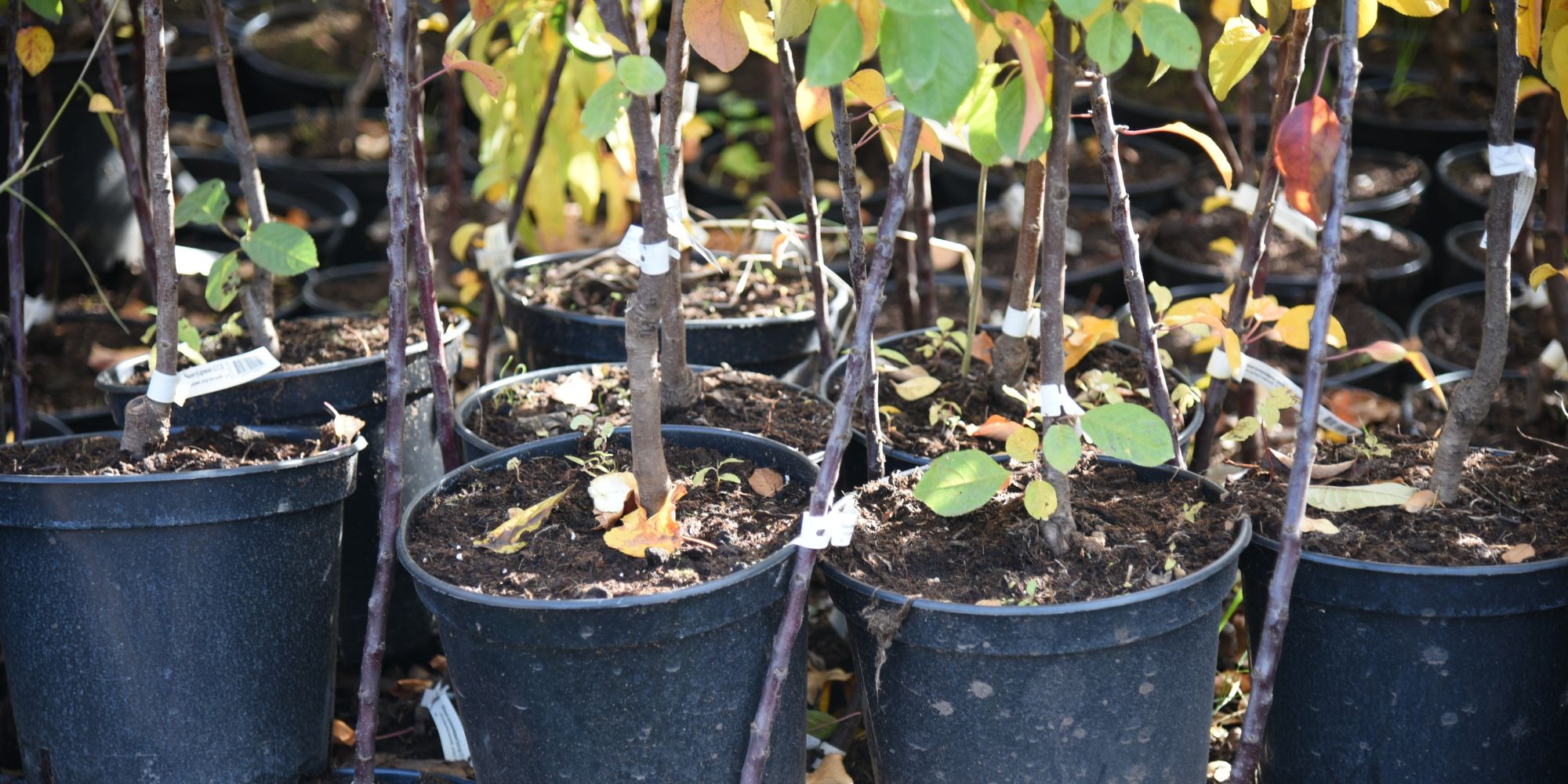 Plantera träd och buskar på hösten