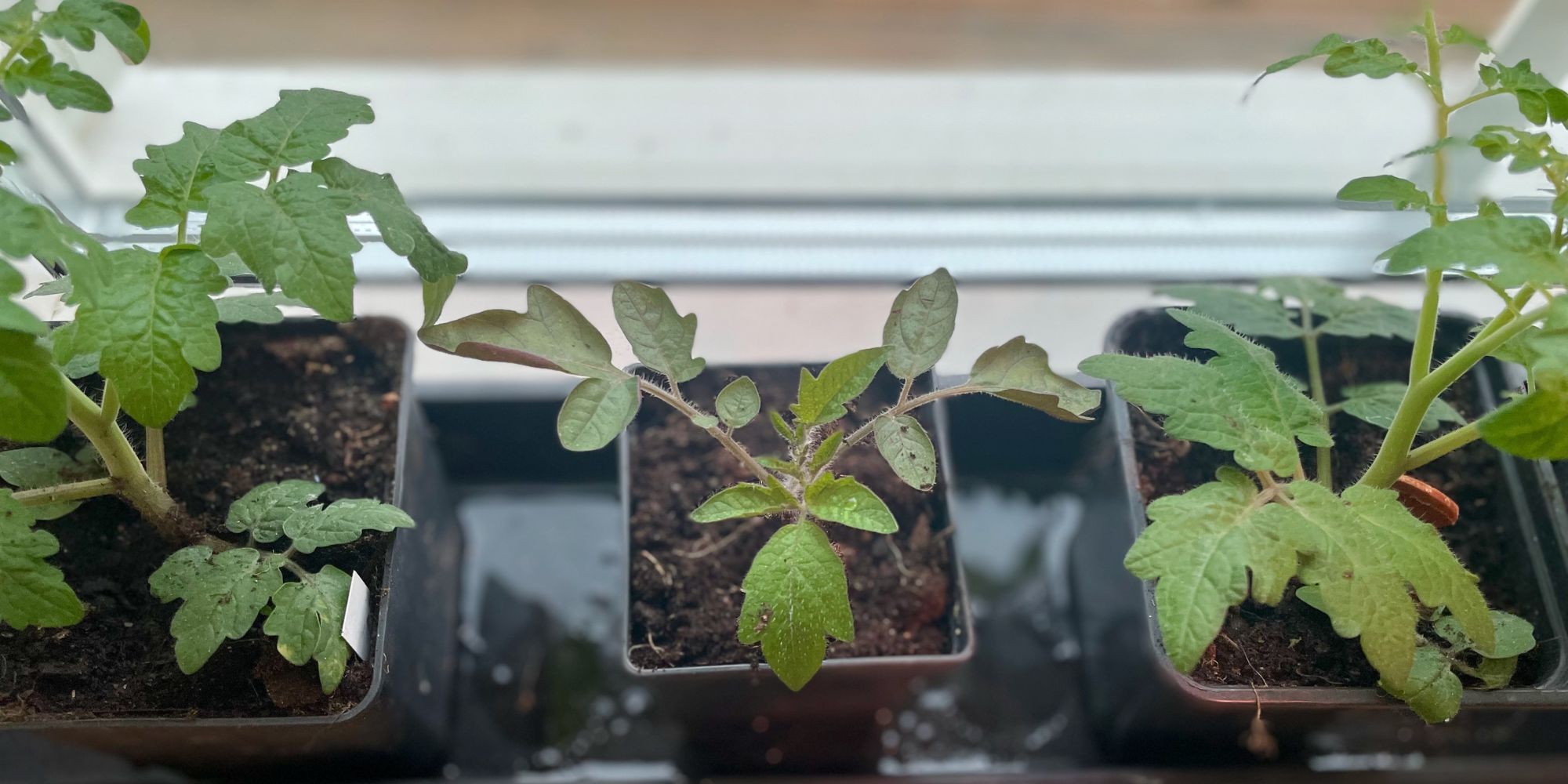 Plantera om rangliga tomatplantor djupt