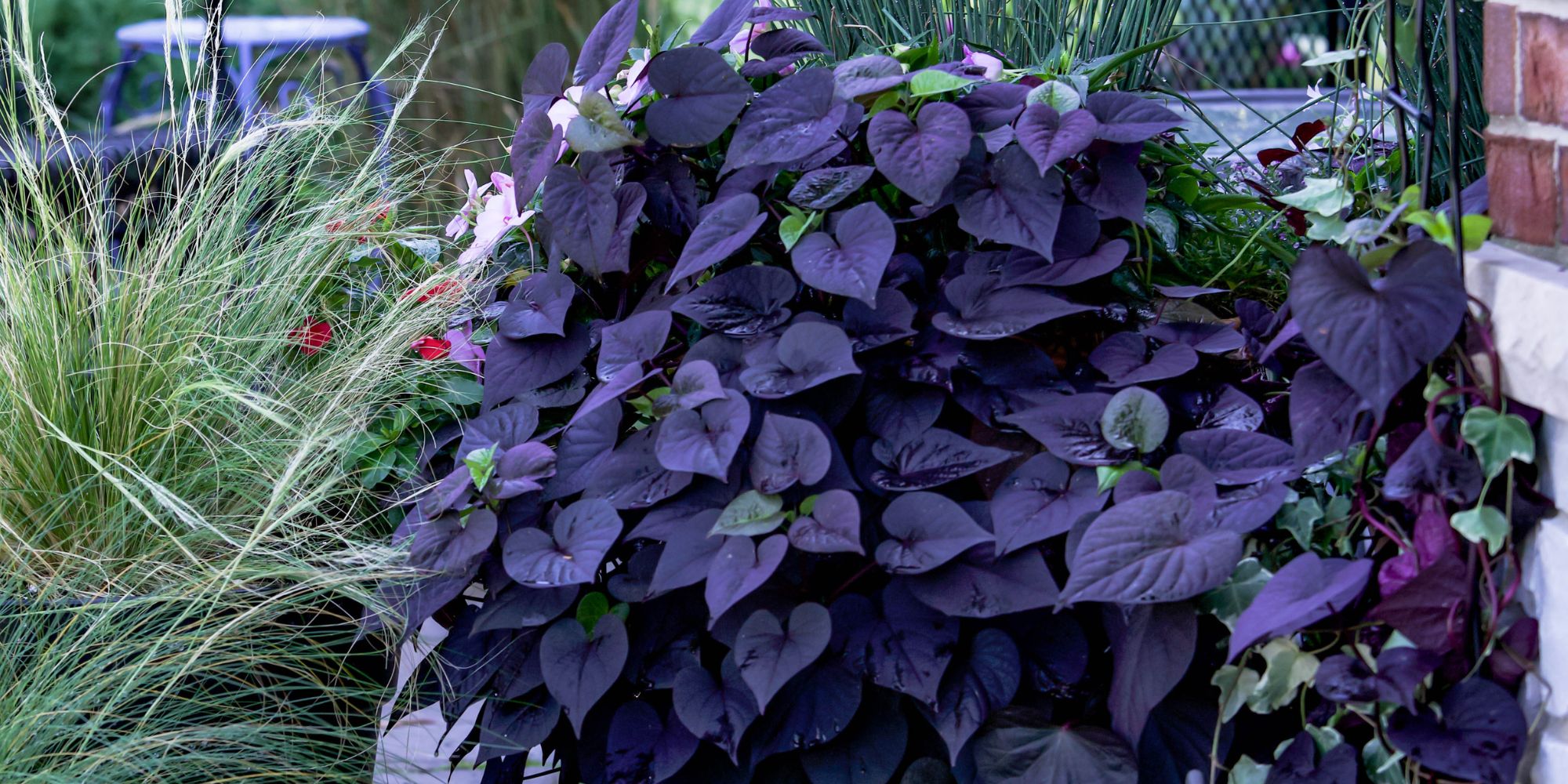 Batat har vackra blad i lime eller mörk purpur 