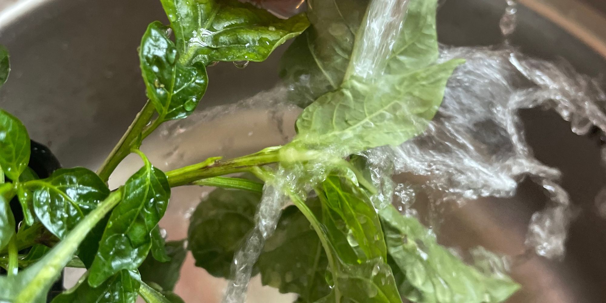 Spola bort bladlössen med kallt vatten