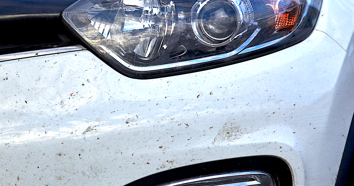 Ta bort döda insekterna från bilen – snabbt och skonsamt