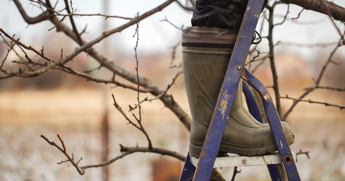 Så förbereder du trädgården till våren