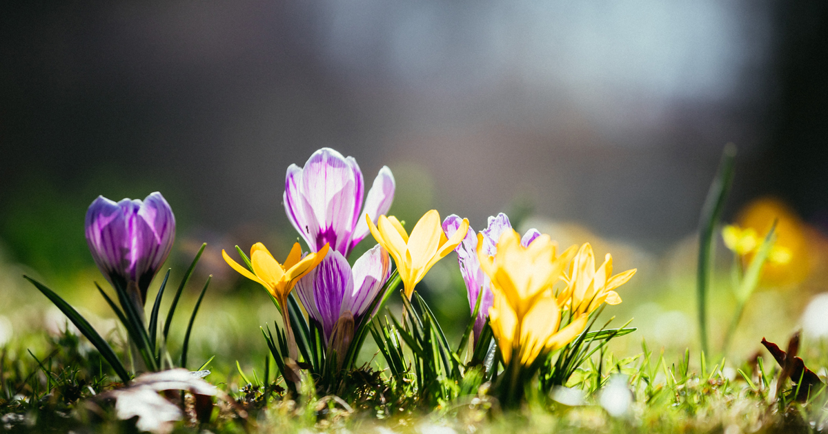 Knepen bakom blomsterprakt till våren