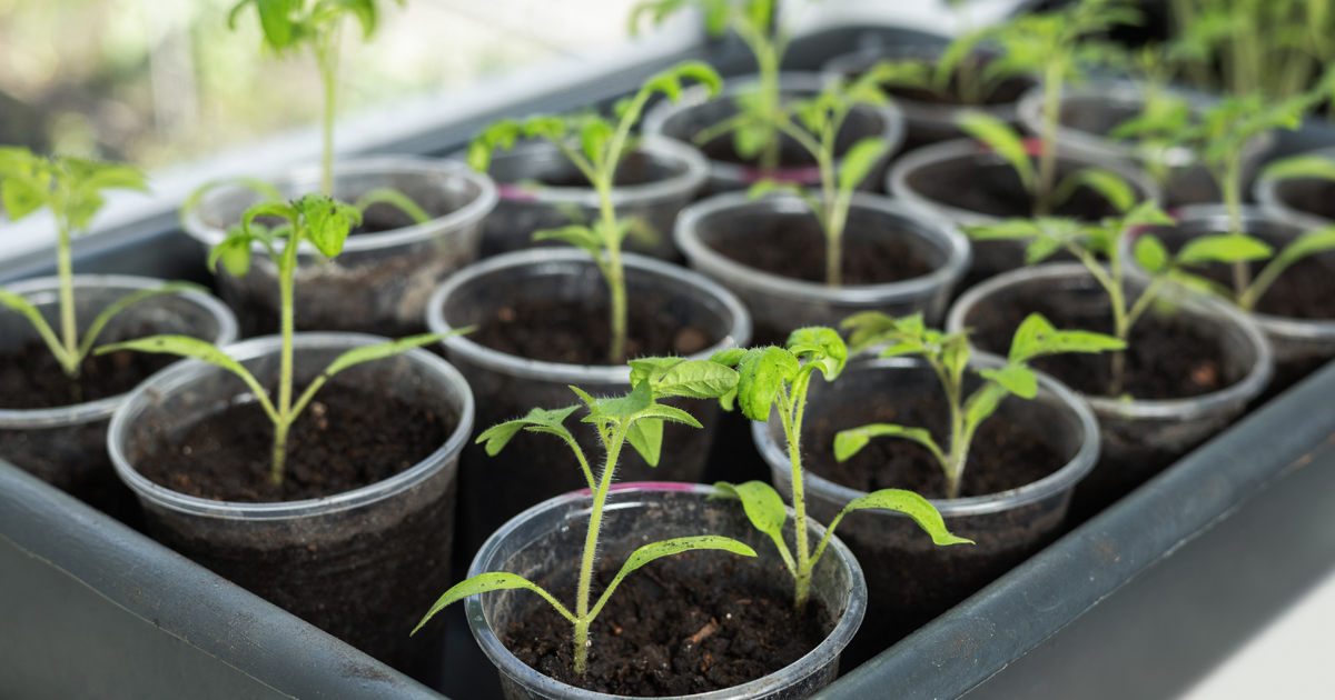 Så förodlar du grönsaker som klarar fönsterbrädan