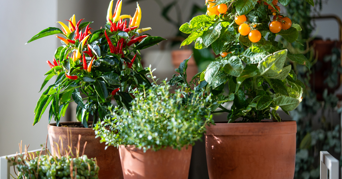 Så sår du grönsaker och blommor inomhus i mars