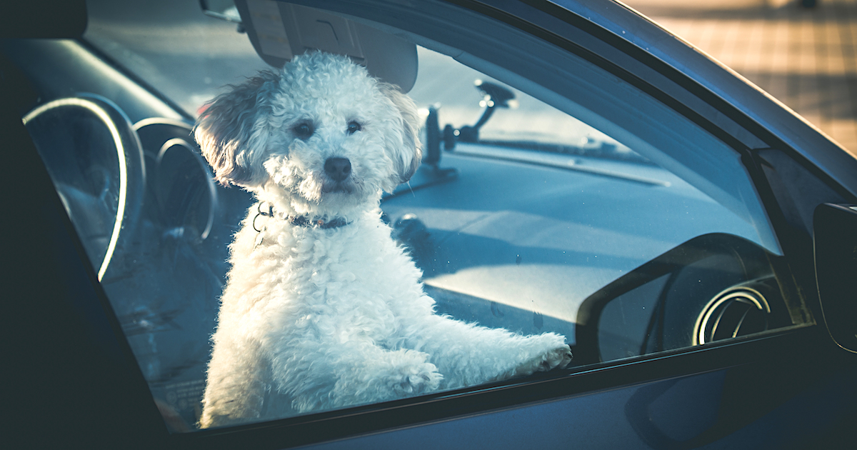 Varm bil blir en dödsfälla för hundar – dessa regler gäller