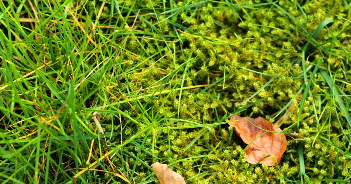 Mossan tar över din gräsmatta – dags att tänka nytt?
