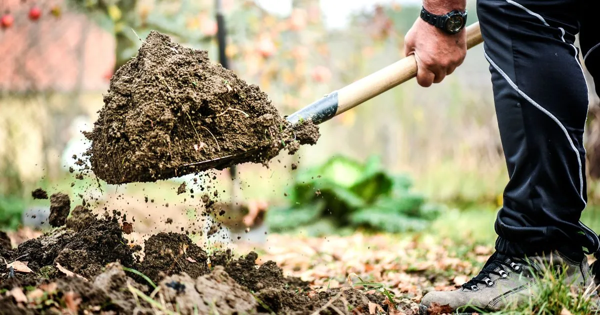 Hösten är en perfekt tid för plantering