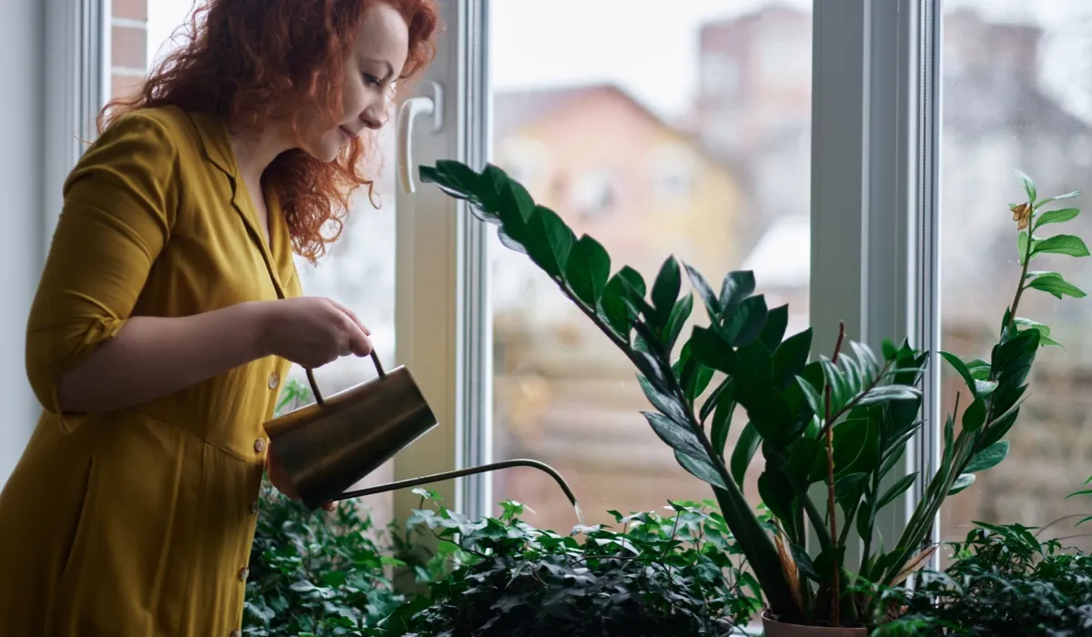 Ta hand om dina krukväxter under vintern