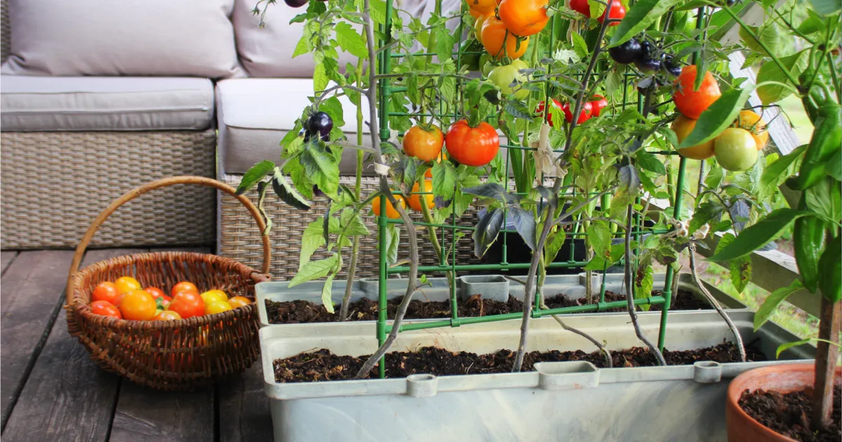 Odla egna tomater på balkongen – så gör du för att lyckas