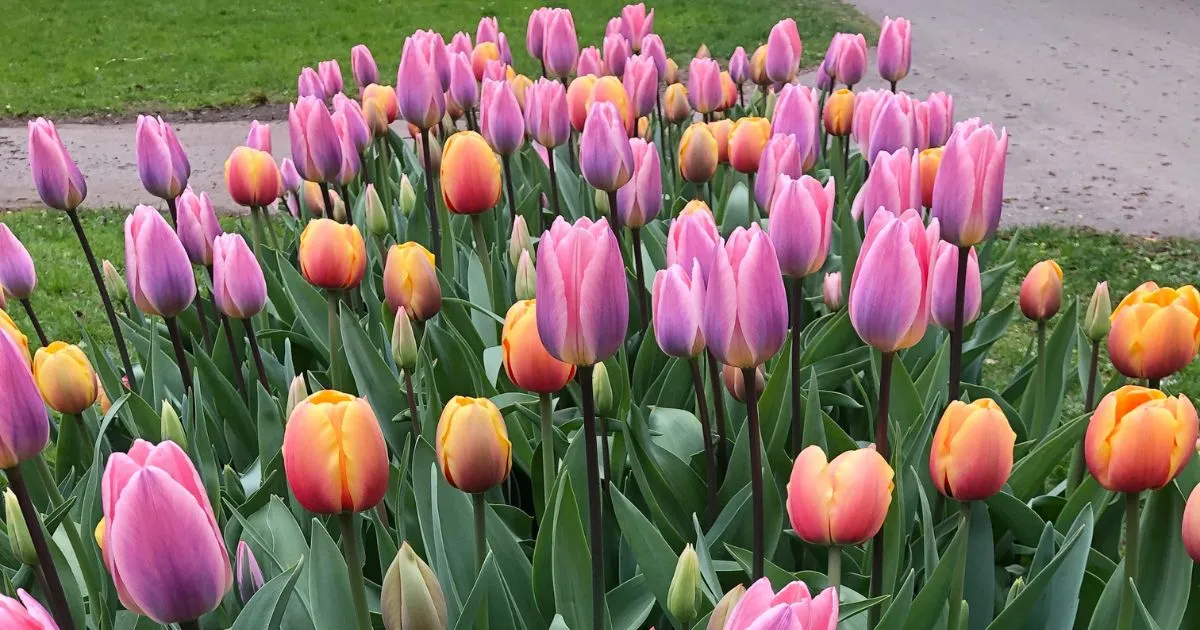 Plantera vårlök nu för en blomstrande vår